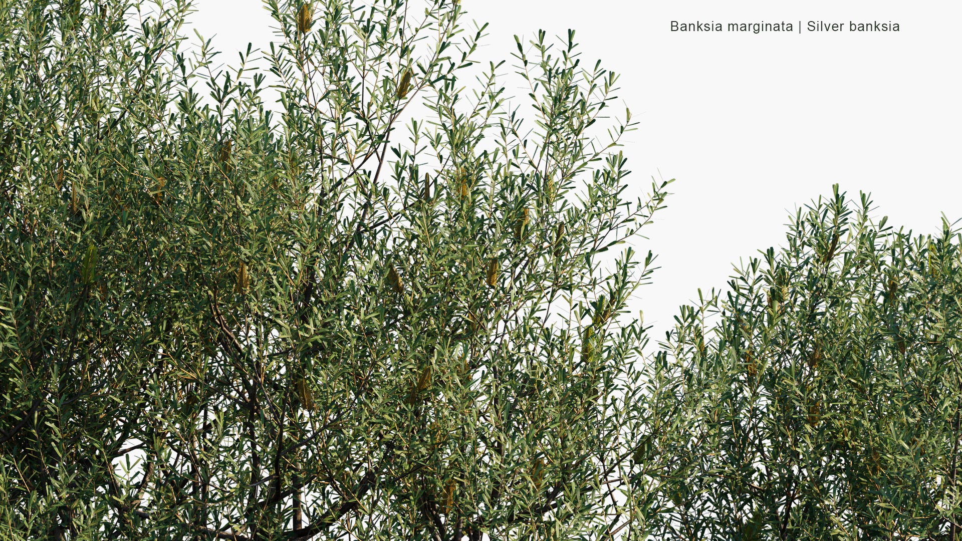 Low Poly Banksia Marginata - Silver Banksia (3D Model)