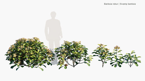 Banksia Robur 