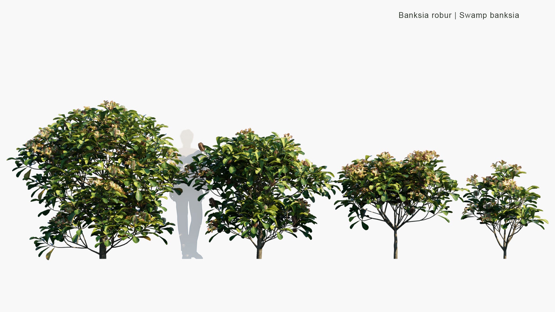 Low Poly Banksia Robur - Swamp Banksia (3D Model)
