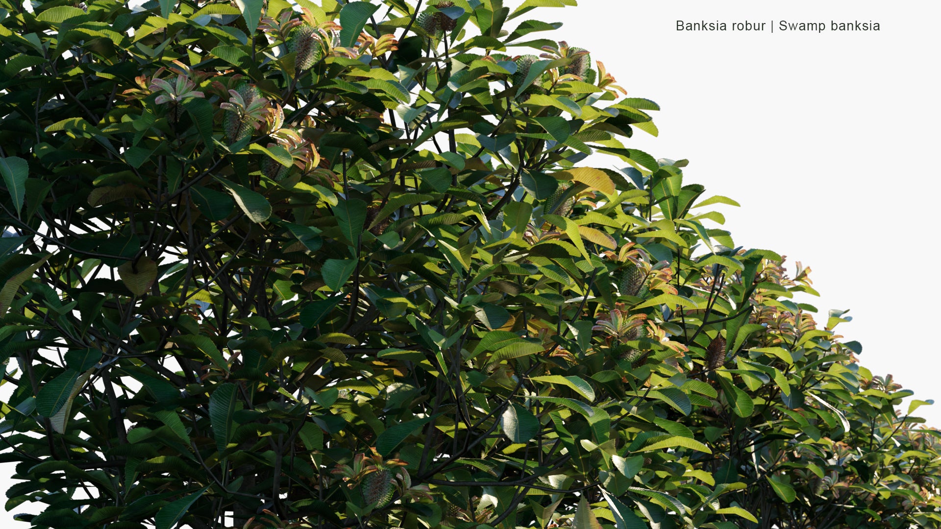 Low Poly Banksia Robur - Swamp Banksia (3D Model)