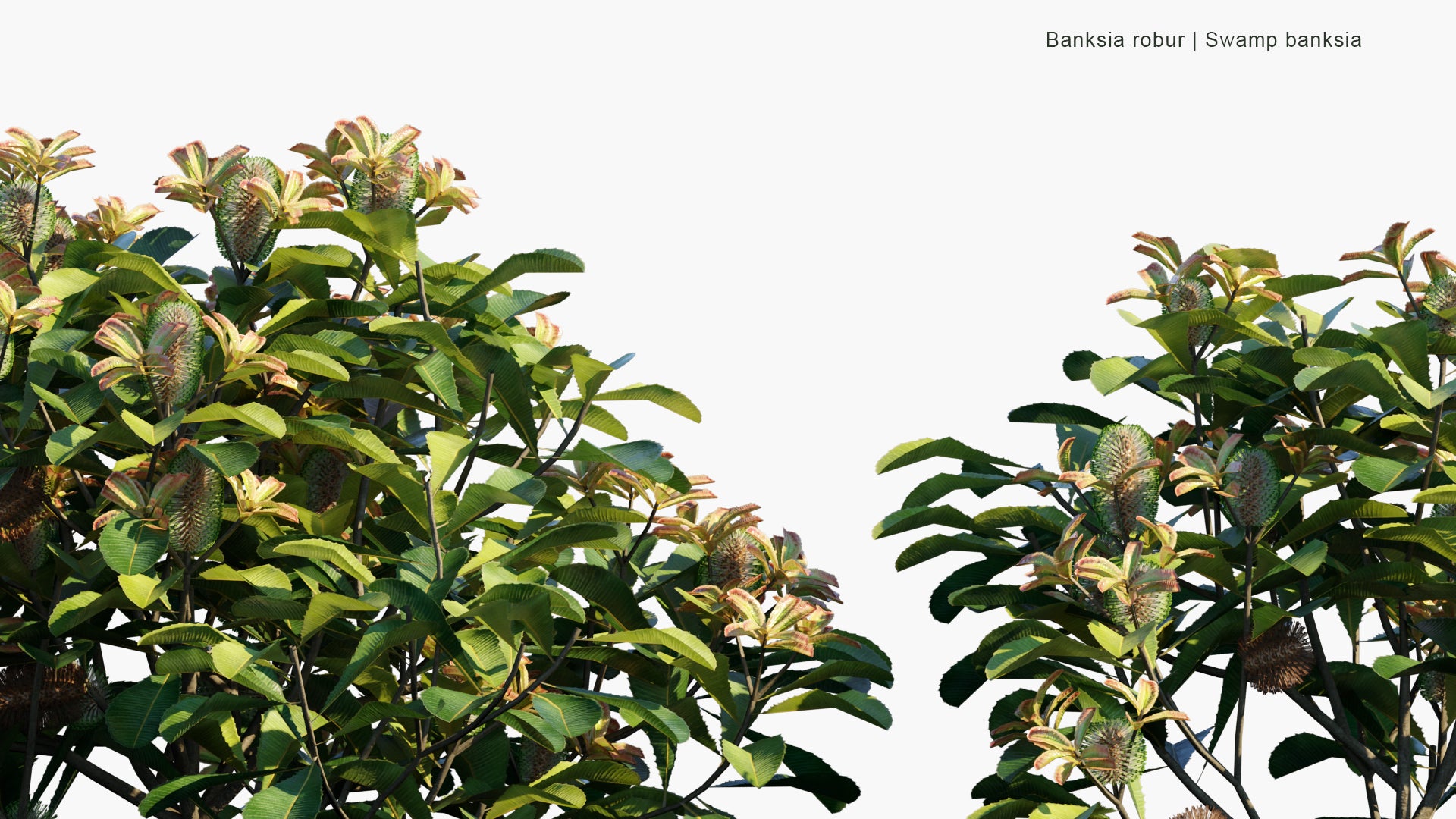 Low Poly Banksia Robur - Swamp Banksia (3D Model)