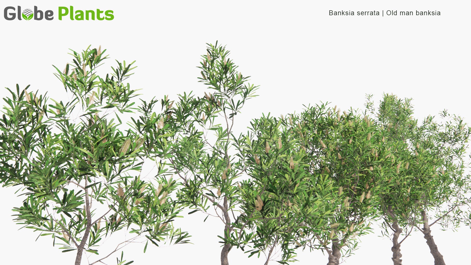 Low Poly Banksia Serrata - Old Man Banksia (3D Model)