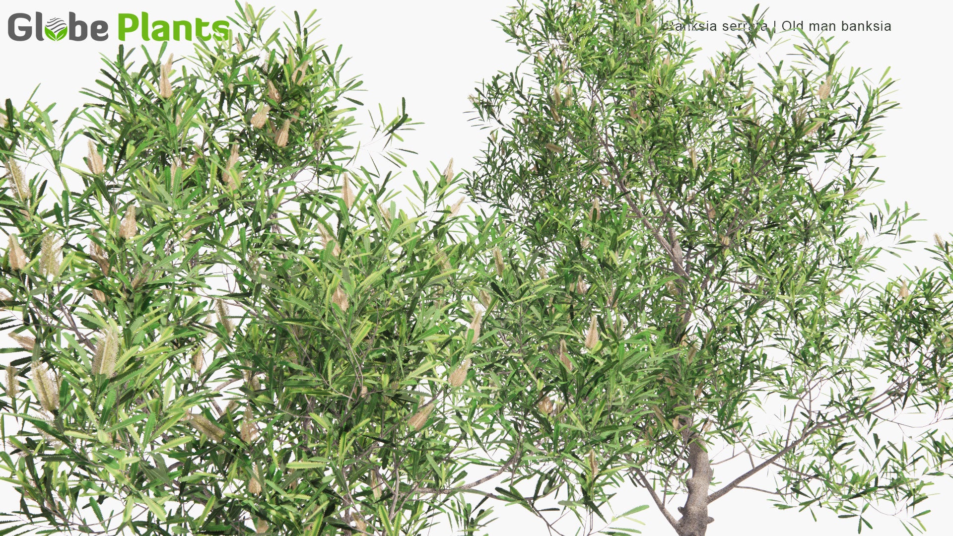 Low Poly Banksia Serrata - Old Man Banksia (3D Model)