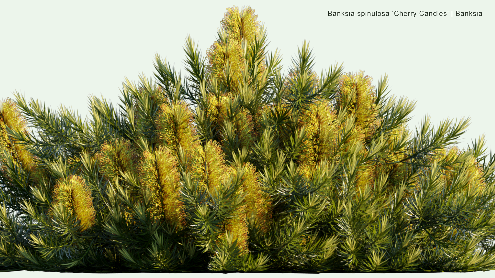 2D Banksia Spinulosa ‘Cherry Candles’ - Banksia