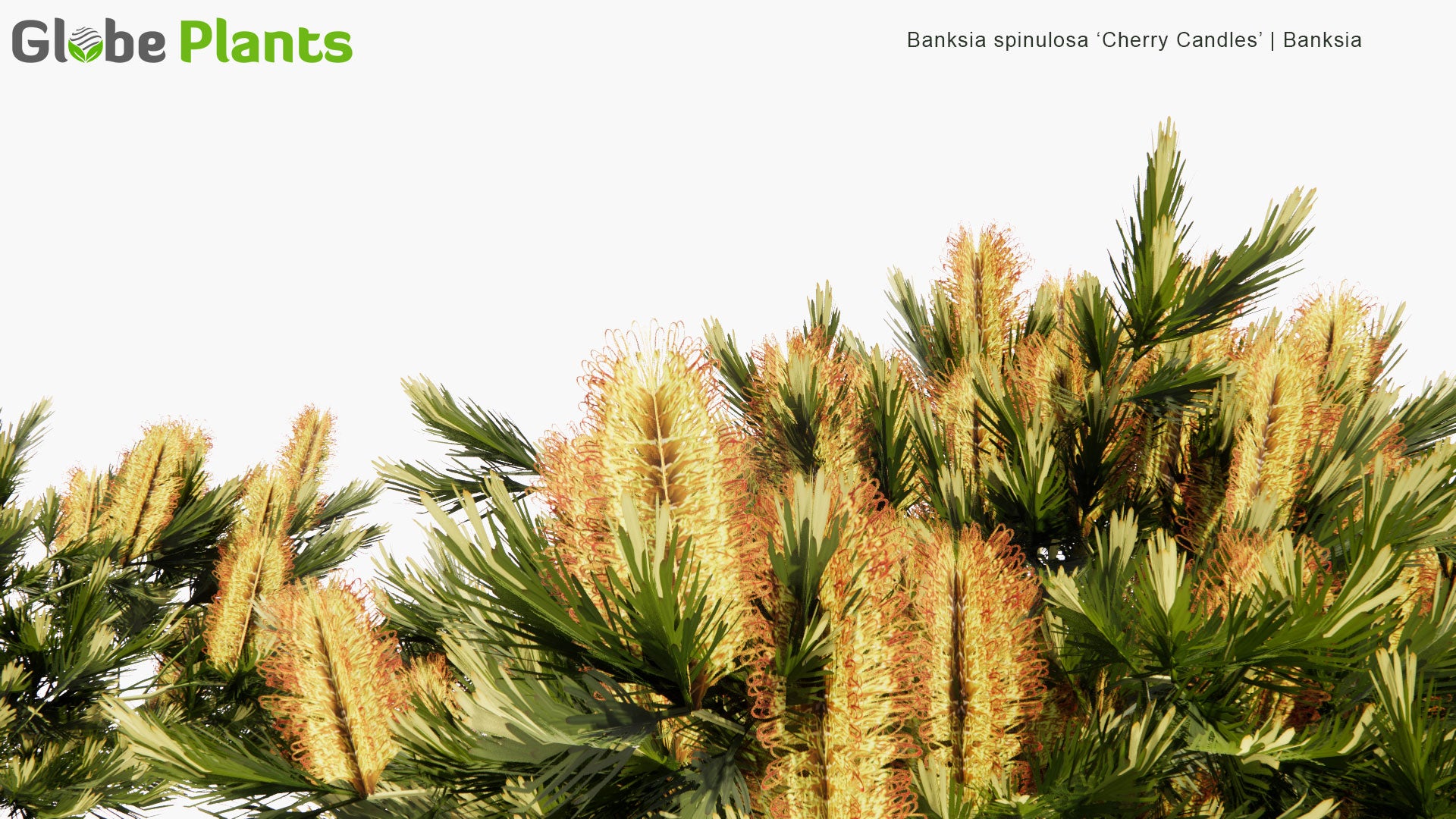 Low Poly Banksia Spinulosa ‘Cherry Candles’  - Banksia (3D Model)