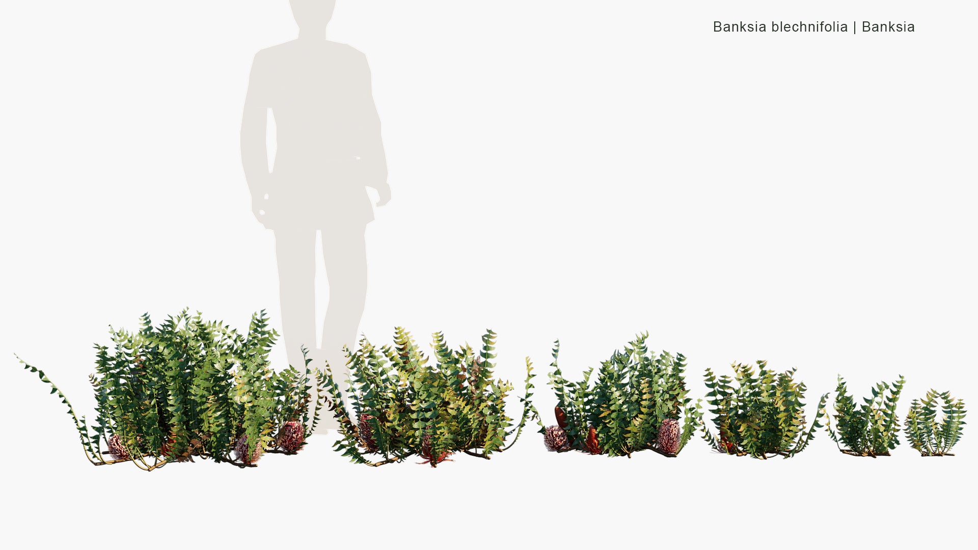 Banksia Blechnifolia - Banksia (3D Model)