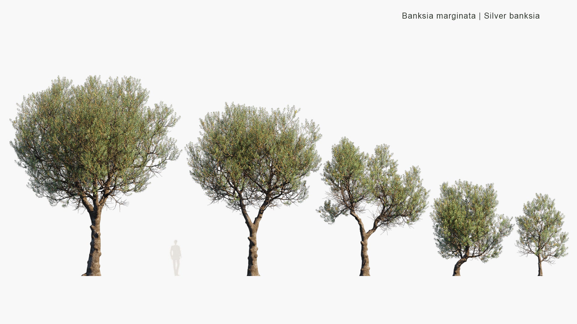 Banksia Marginata - Silver Banksia (3D Model)