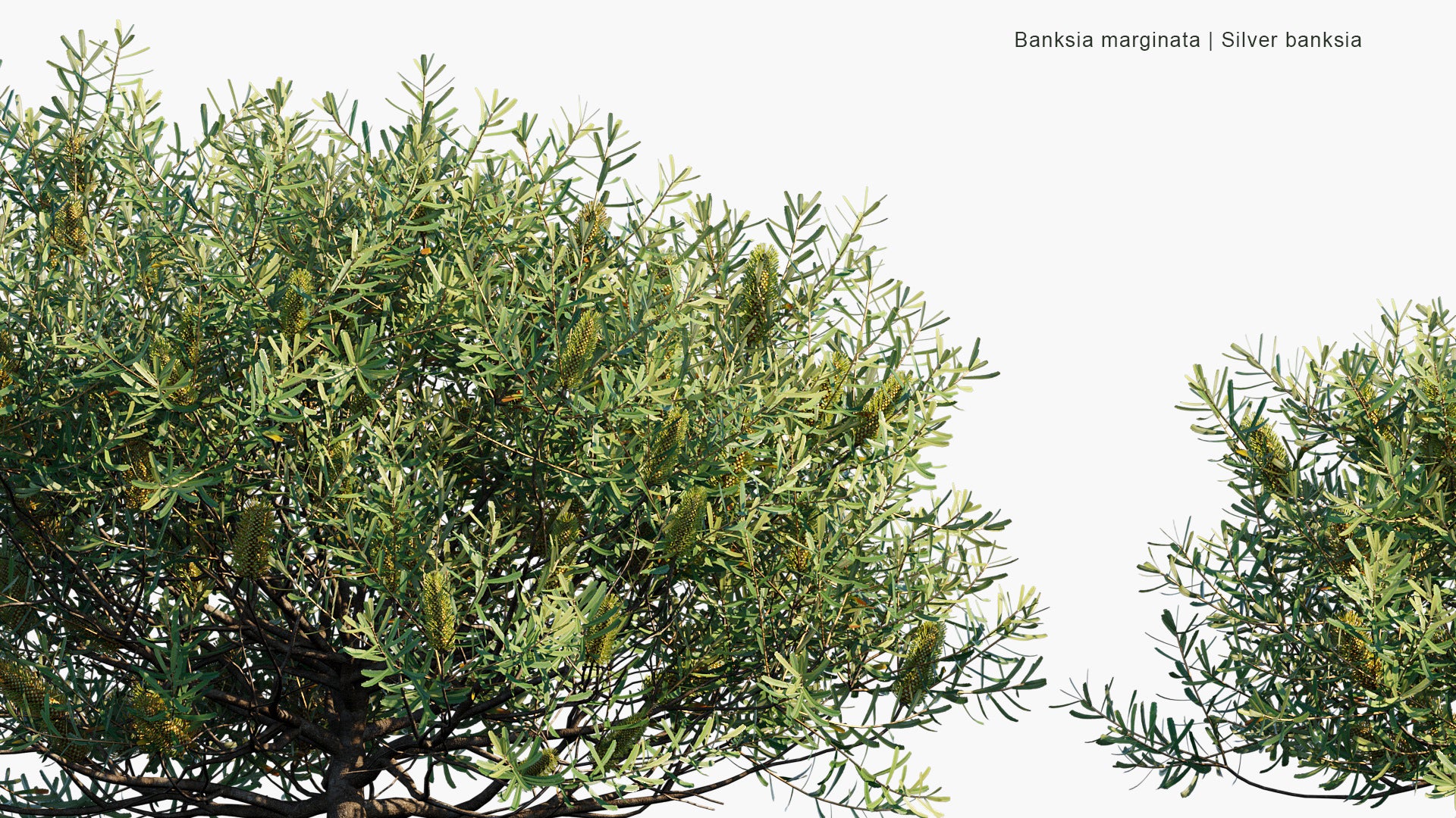 Banksia Marginata - Silver Banksia (3D Model)