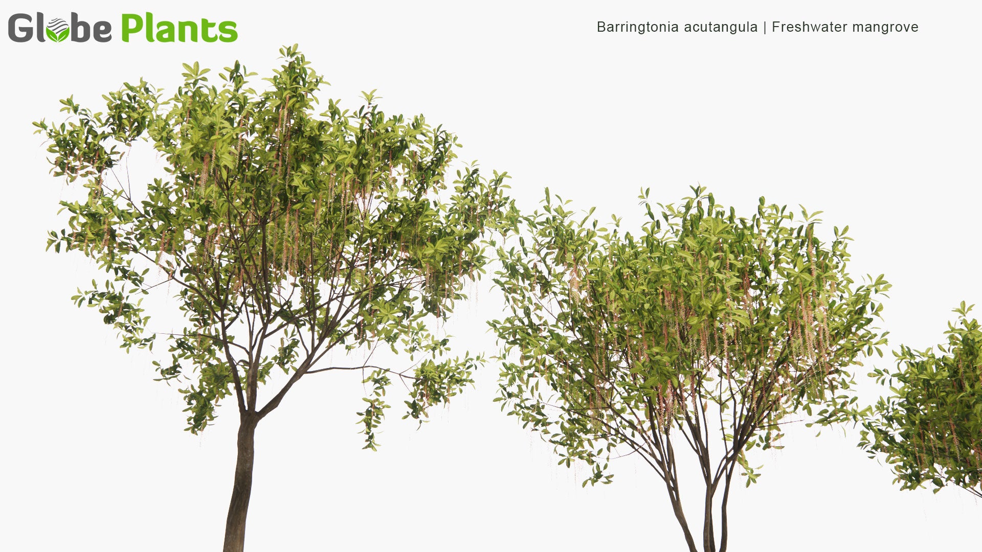 Low Poly Barringtonia Acutangula - Freshwater Mangrove (3D Model)