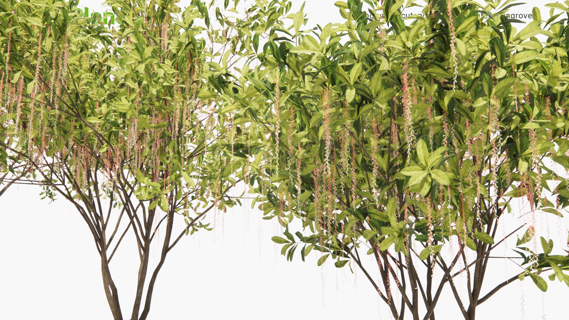 Low Poly Barringtonia Acutangula - Freshwater Mangrove (3D Model)