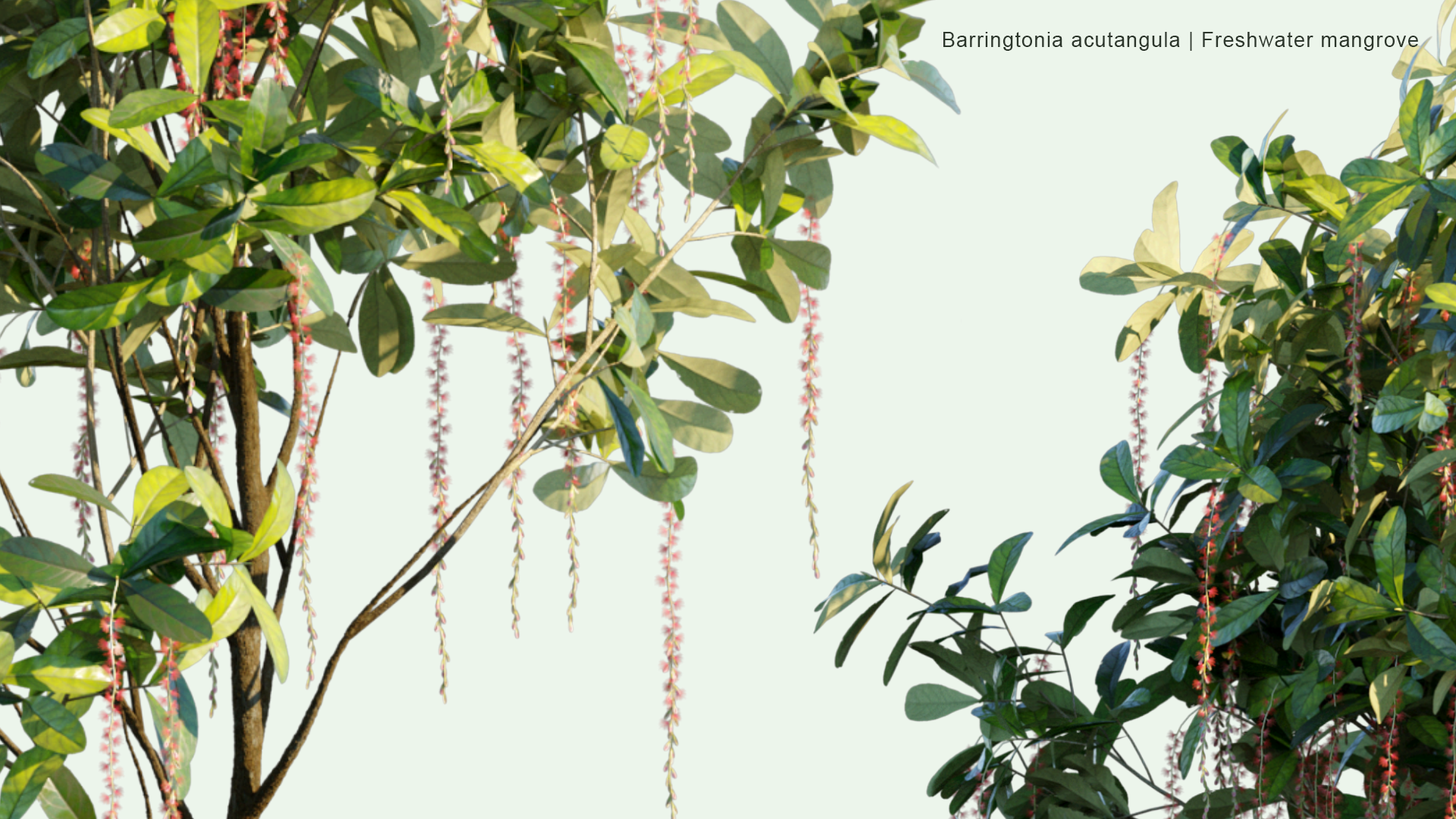 2D Barringtonia Acutangula - Freshwater Mangrove