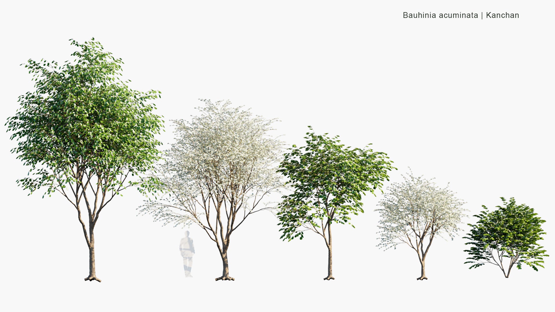 Low Poly Bauhinia Acuminata - Kanchan, Dwarf White Bauhinia, White Orchid-Tree, Snowy Orchid-Tree (3D Model)