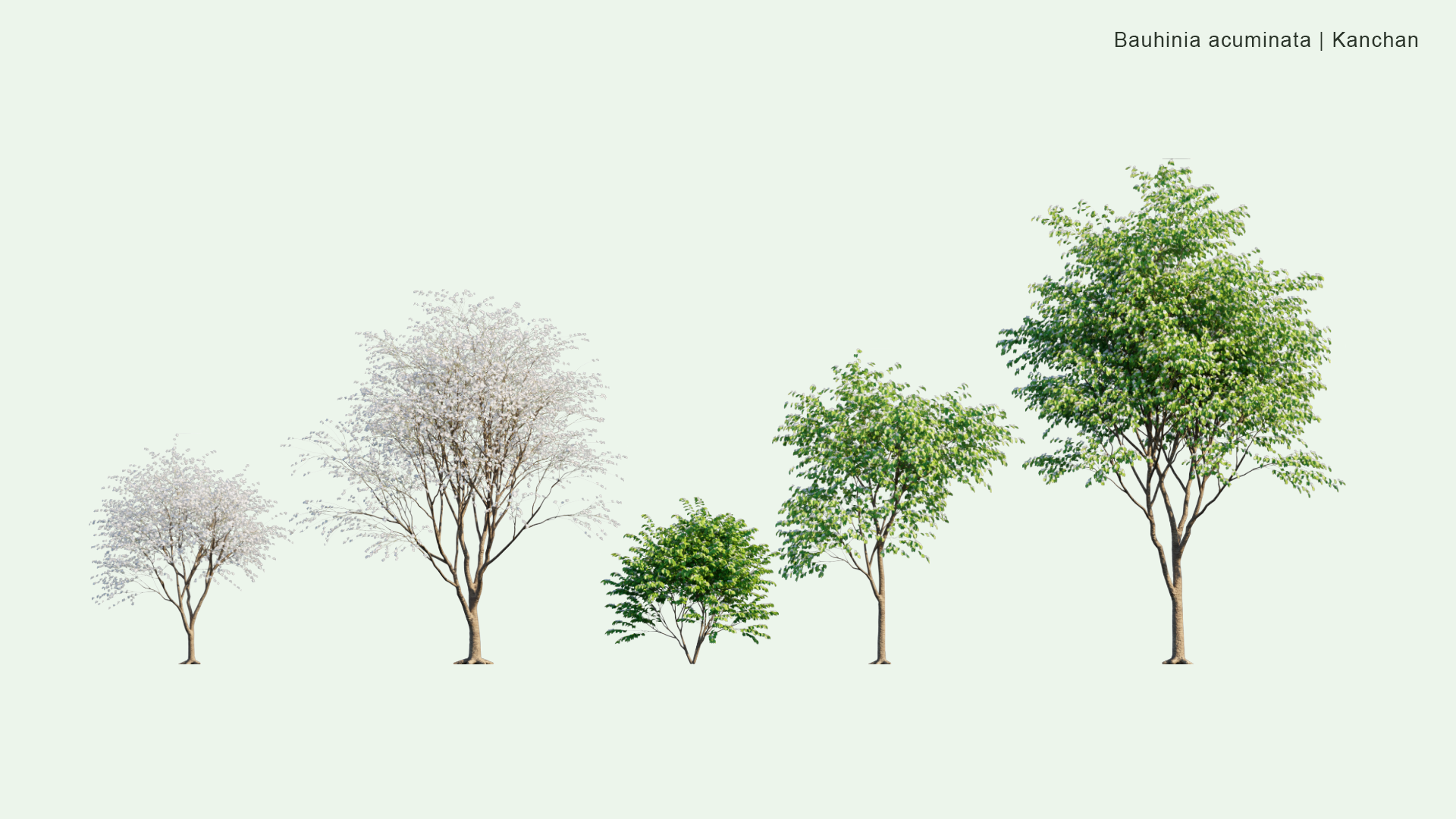 2D Bauhinia Acuminata - Kanchan, Dwarf White Bauhinia, White Orchid-tree, Snowy Orchid-tree