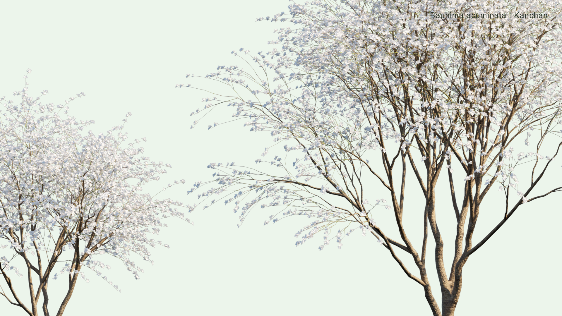 2D Bauhinia Acuminata - Kanchan, Dwarf White Bauhinia, White Orchid-tree, Snowy Orchid-tree