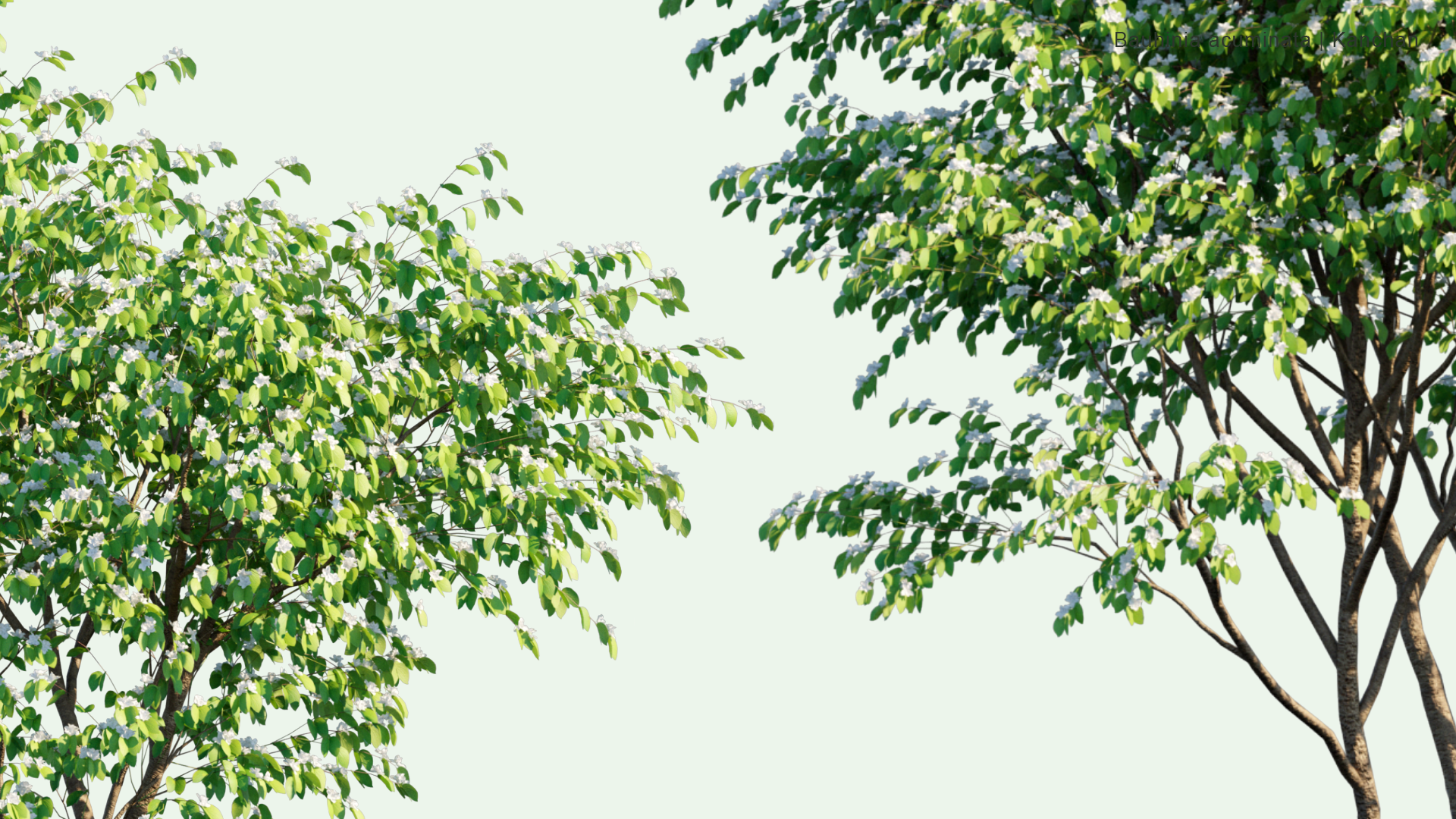 2D Bauhinia Acuminata - Kanchan, Dwarf White Bauhinia, White Orchid-tree, Snowy Orchid-tree