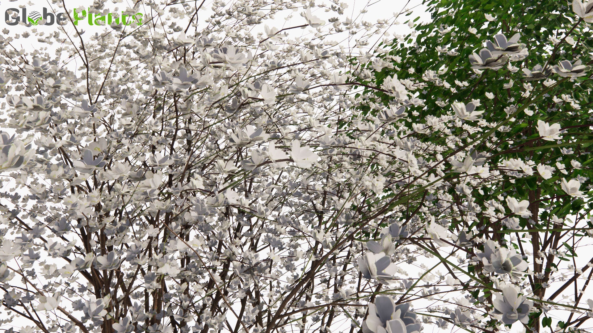 Low Poly Bauhinia Acuminata - Kanchan, Dwarf White Bauhinia, White Orchid-Tree, Snowy Orchid-Tree (3D Model)