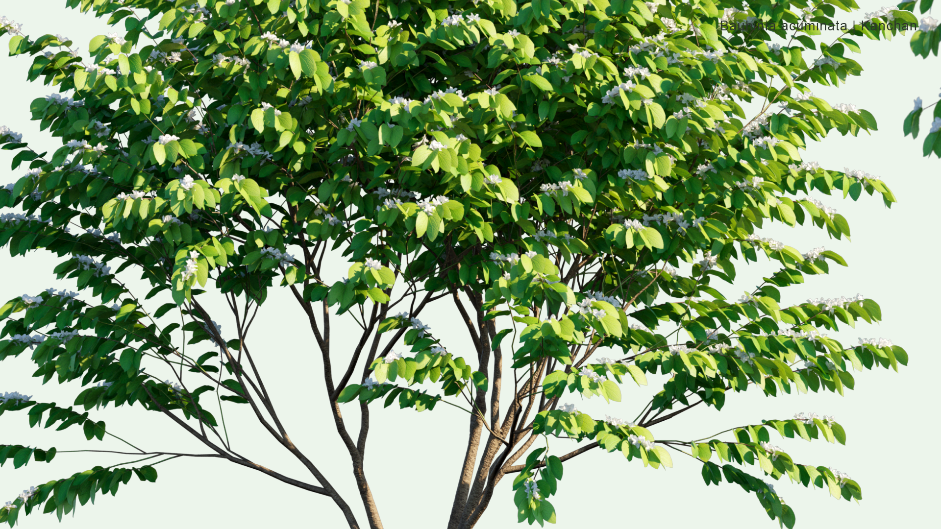 2D Bauhinia Acuminata - Kanchan, Dwarf White Bauhinia, White Orchid-tree, Snowy Orchid-tree