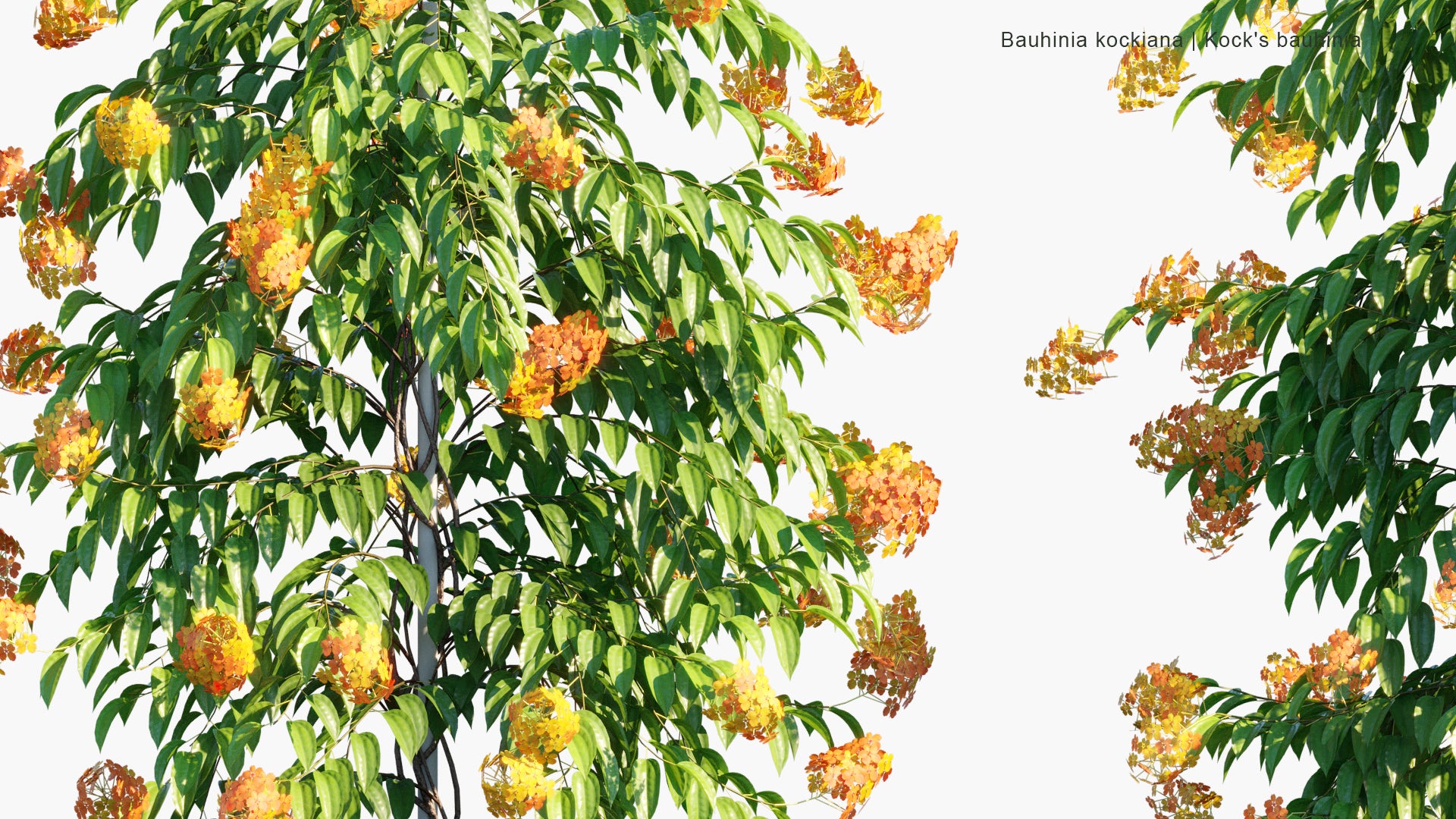 Bauhinia Kockiana - Kock's Bauhinia (3D Model)