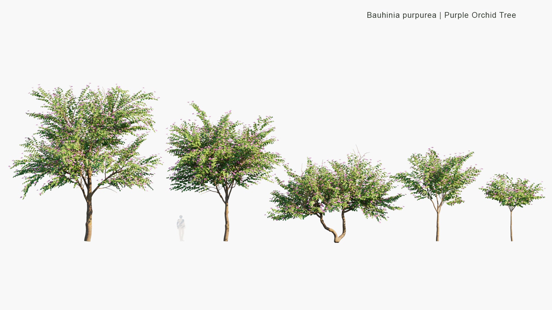 Bauhinia Purpurea - Orchid Tree, Camel's foot, Butterfly Tree (3D Model)