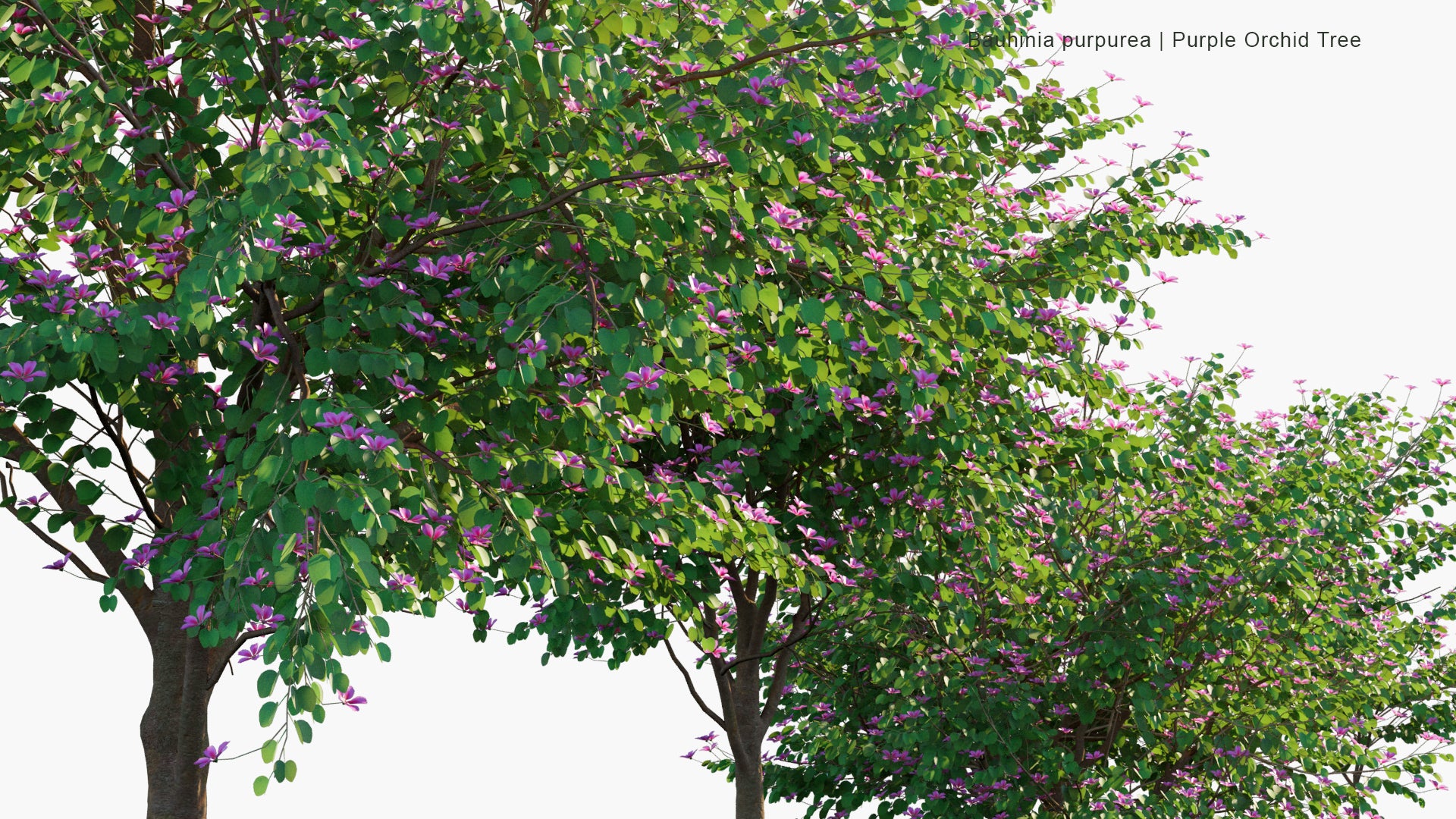 Bauhinia Purpurea - Orchid Tree, Camel's foot, Butterfly Tree (3D Model)