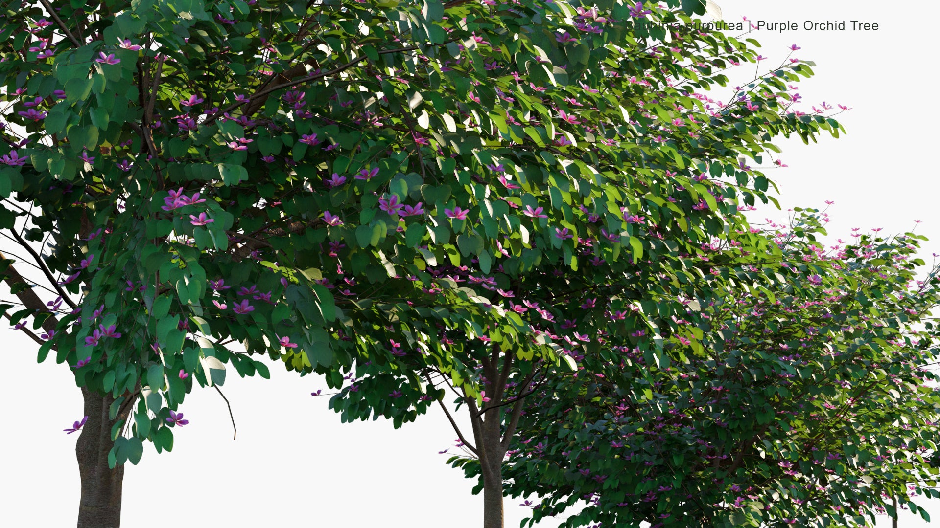 Low Poly Bauhinia Purpurea - Orchid Tree, Camel's foot, Butterfly Tree (3D Model)