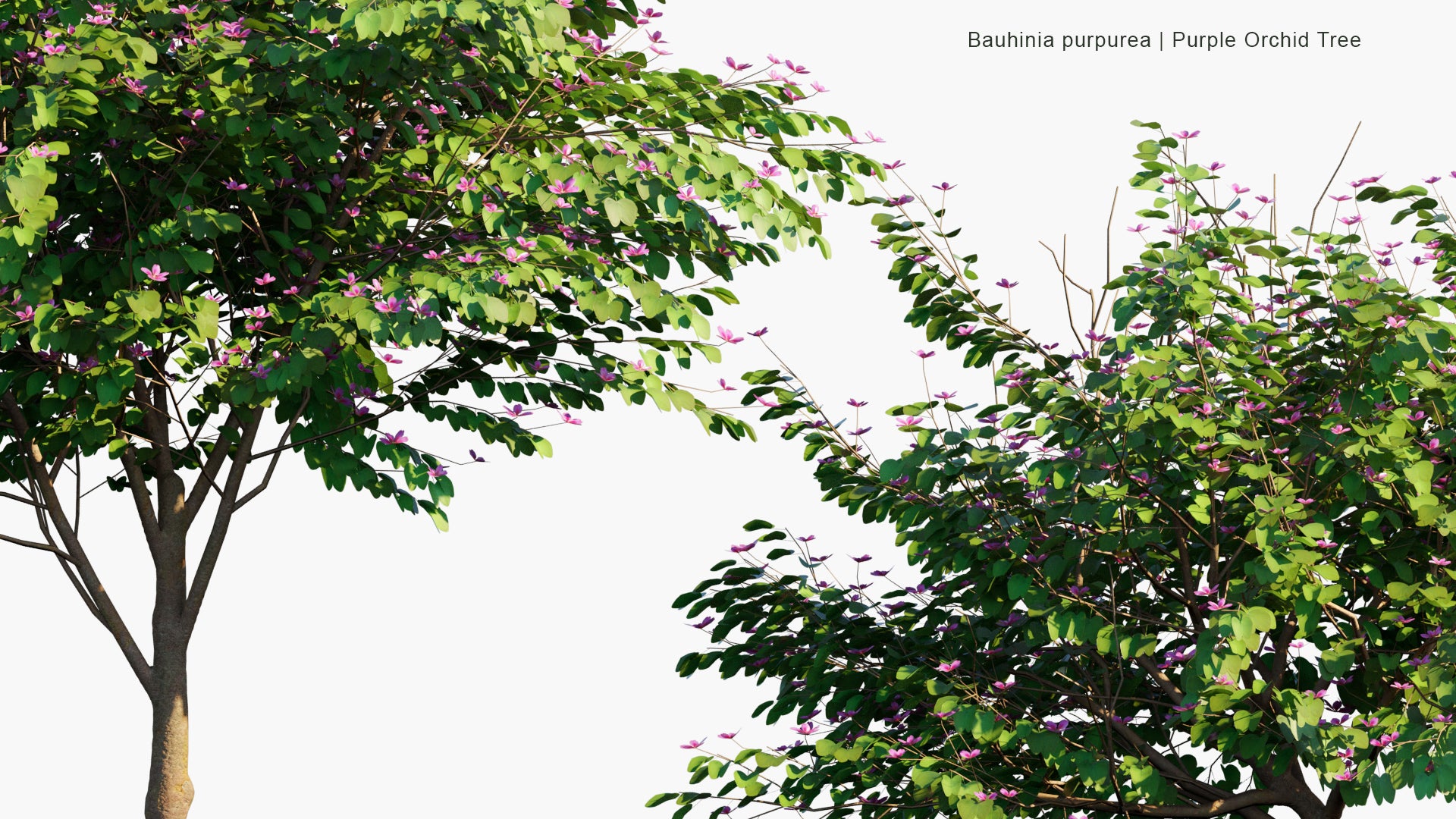 Low Poly Bauhinia Purpurea - Orchid Tree, Camel's foot, Butterfly Tree (3D Model)