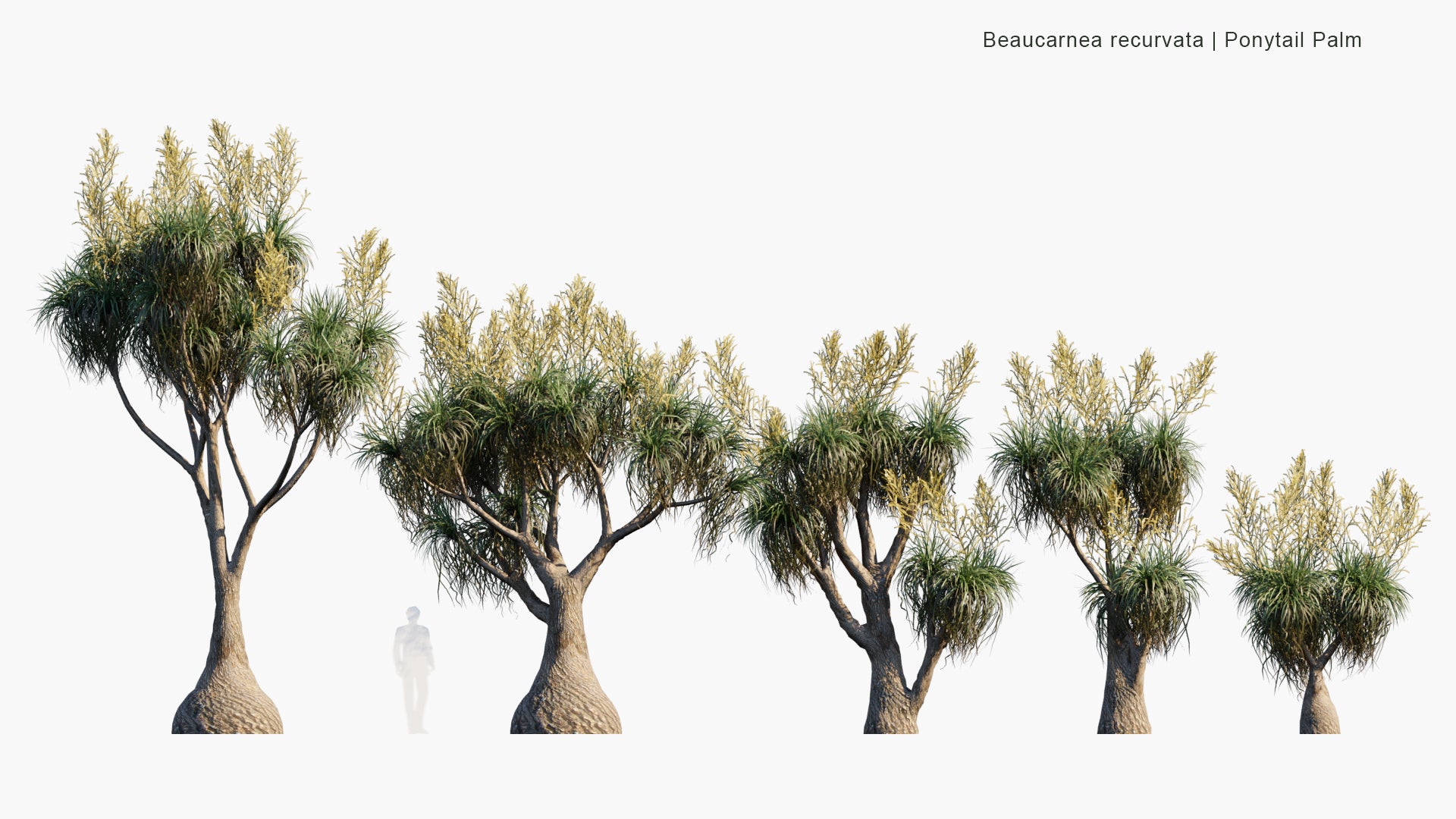 Low Poly Beaucarnea Recurvata - Ponytail Palm (3D Model)
