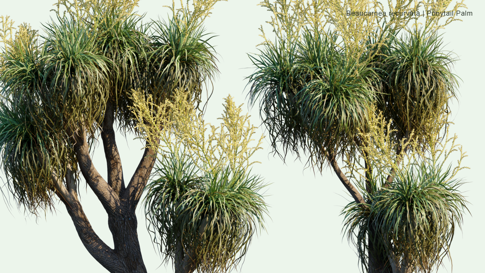 2D Beaucarnea Recurvata - Ponytail Palm