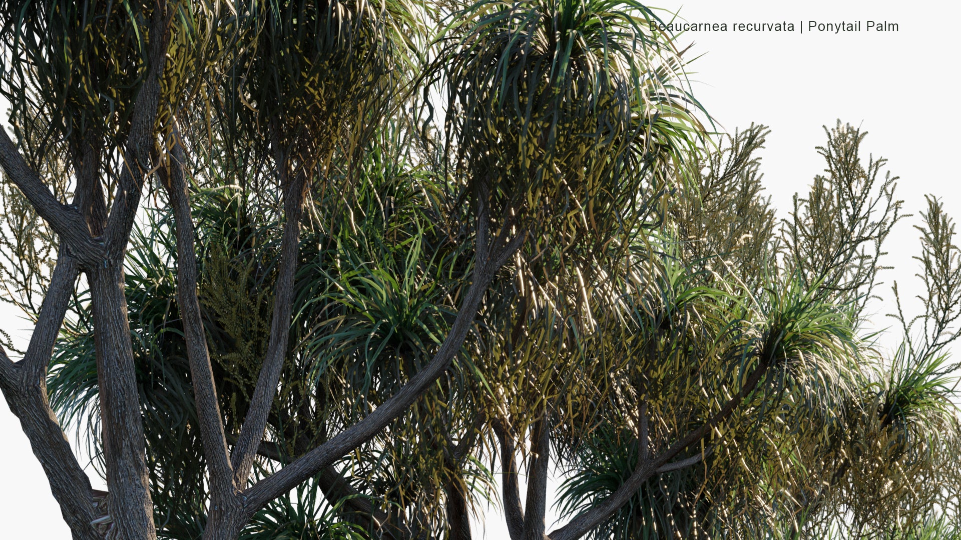 Low Poly Beaucarnea Recurvata - Ponytail Palm (3D Model)