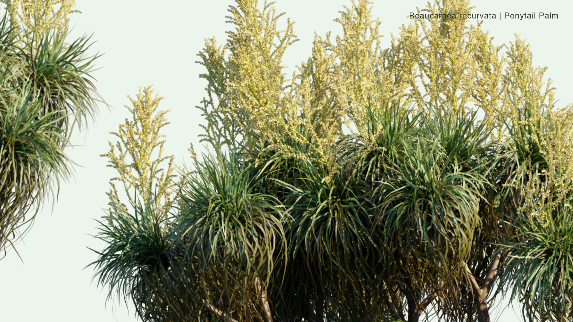 2D Beaucarnea Recurvata - Ponytail Palm