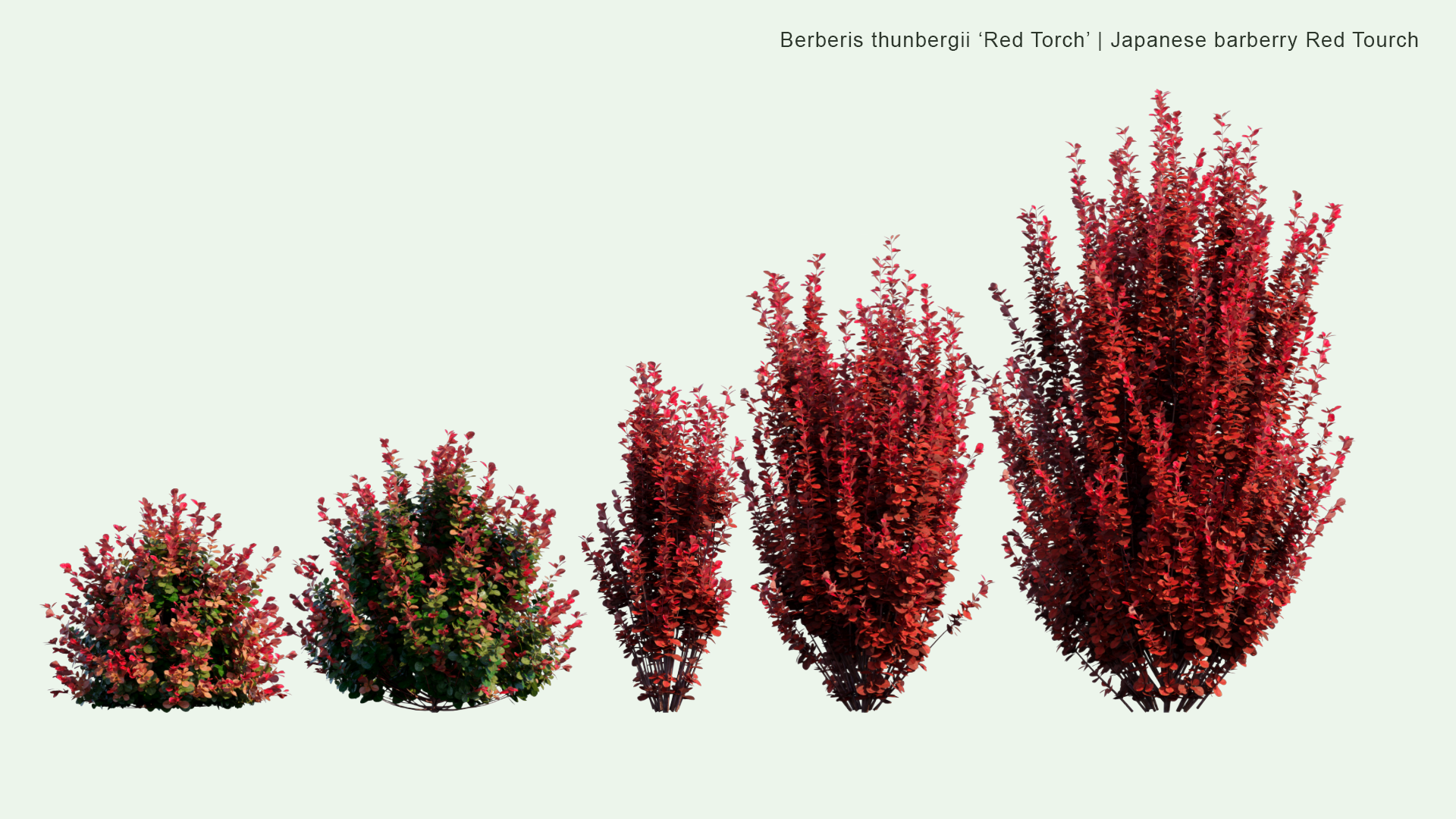 2D Berberis Thunbergii 'Red Torch' - Japanese Barberry Red Torch