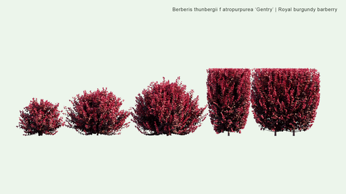 Berberis Thunbergii f. atropurpurea 'Gentry' 