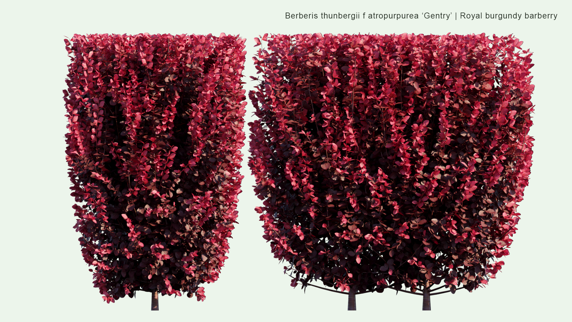 2D Berberis Thunbergii f. atropurpurea 'Gentry' - Royal Burgundy Barberry