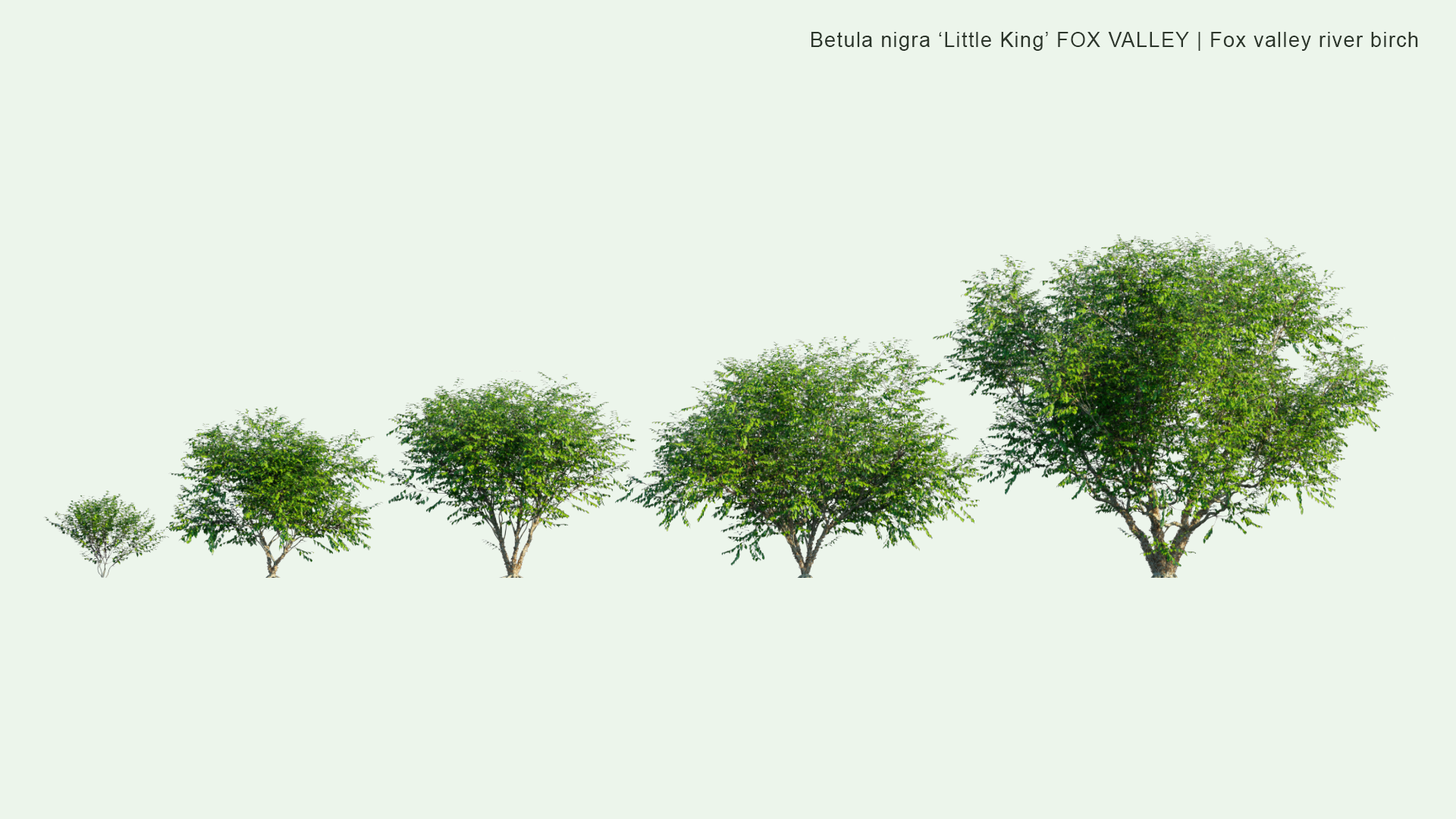 2D Betula Nigra 'Little King' FOX VALLEY - Fox Valley River Birch