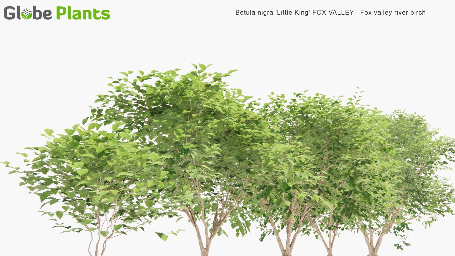 Low Poly Betula Nigra 'Little King' FOX VALLEY - Fox Valley River Birch (3D Model)