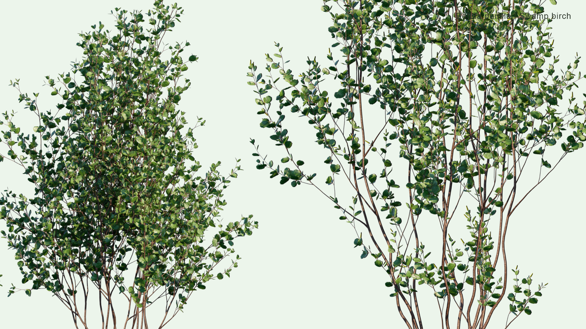 2D Betula Pumila - Swamp Birch, Bog Birch