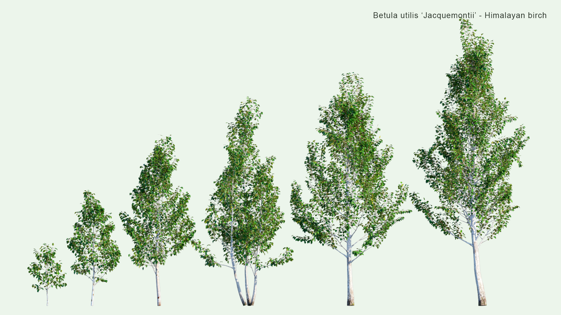 2D Betula Utilis 'Jacquemontii' - Himalayan Birch