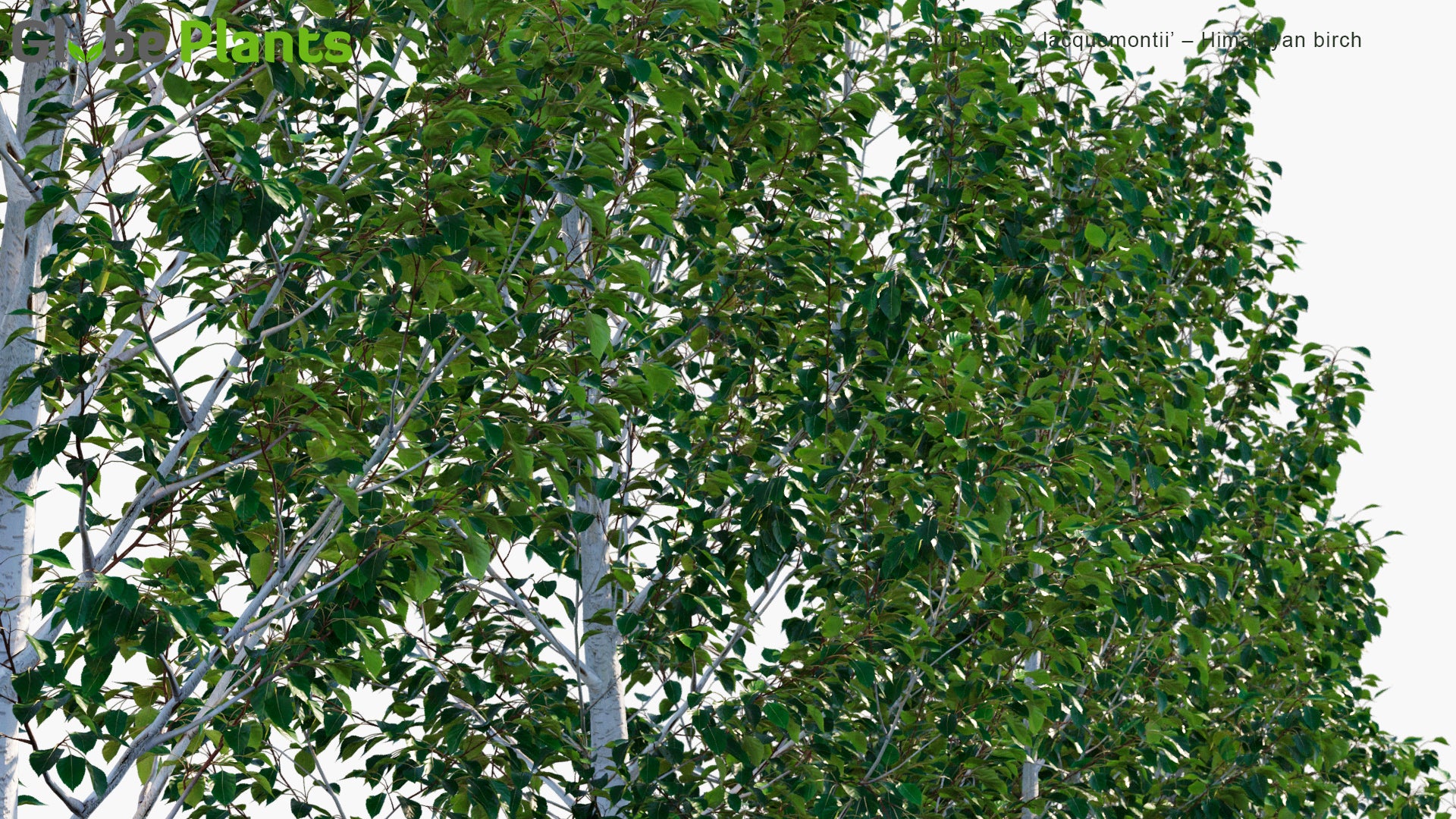Low Poly Betula Utilis 'Jacquemontii' - Himalayan Birch (3D Model)