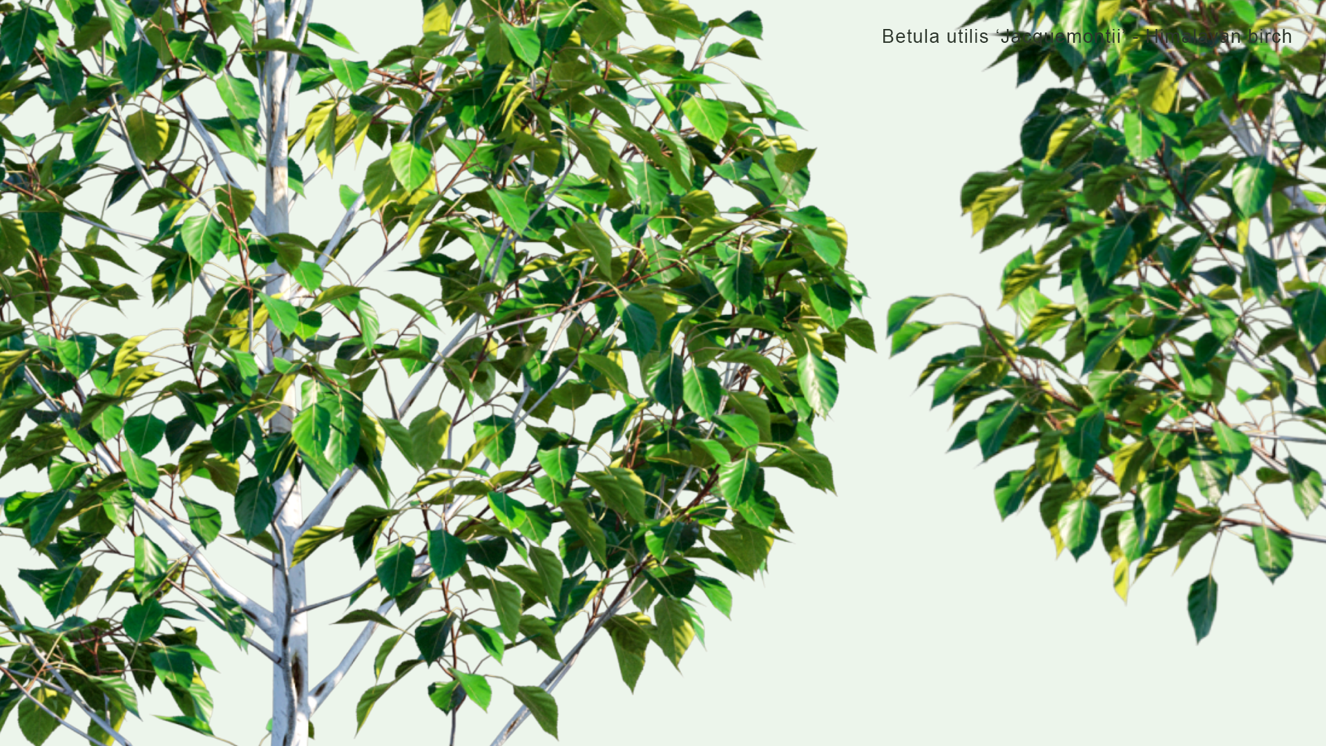 2D Betula Utilis 'Jacquemontii' - Himalayan Birch