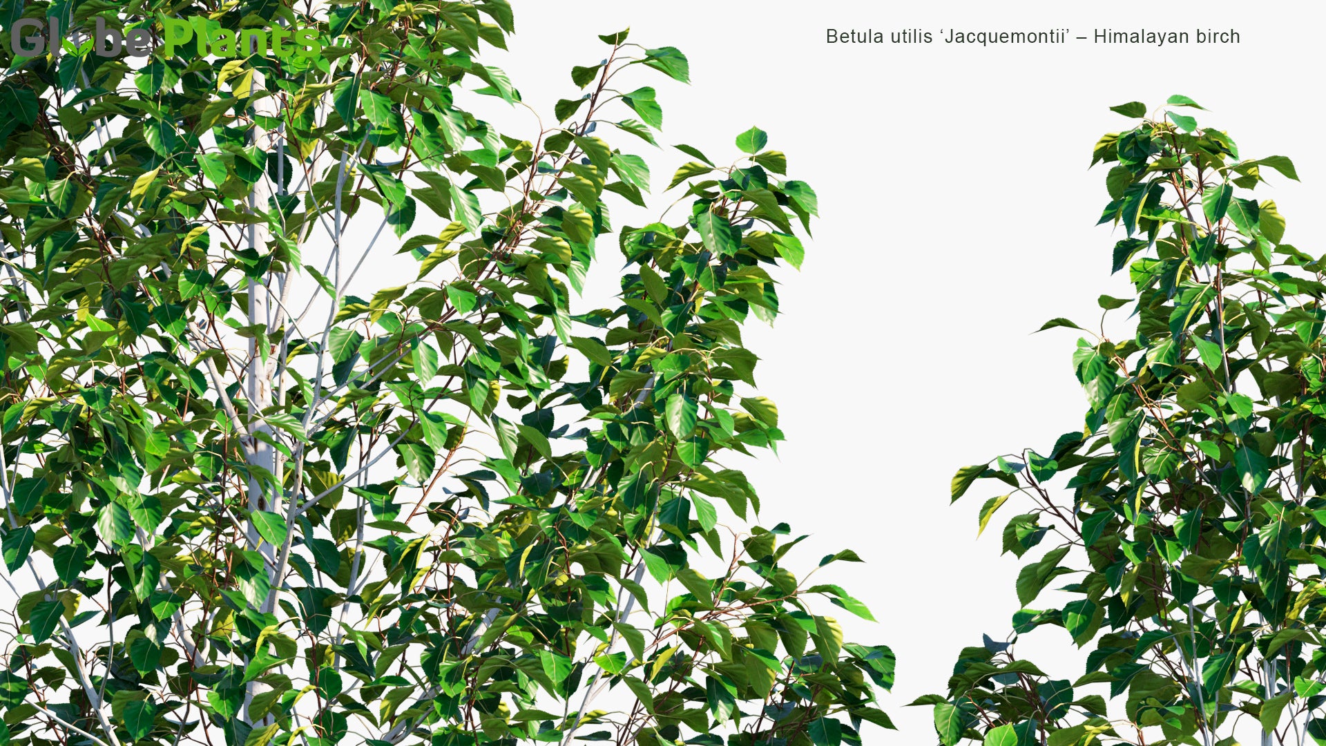 Low Poly Betula Utilis 'Jacquemontii' - Himalayan Birch (3D Model)
