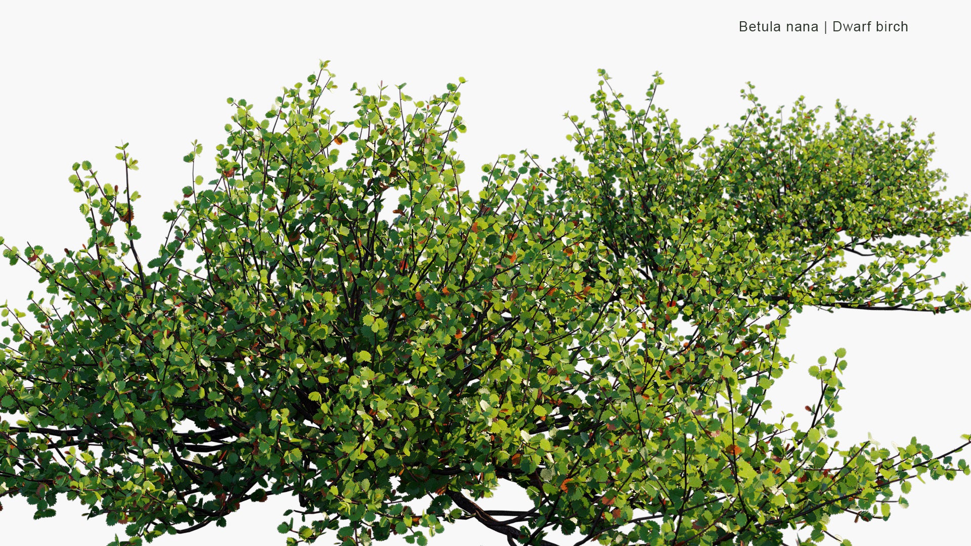 Betula Nana - Dwarf Birch (3D Model)