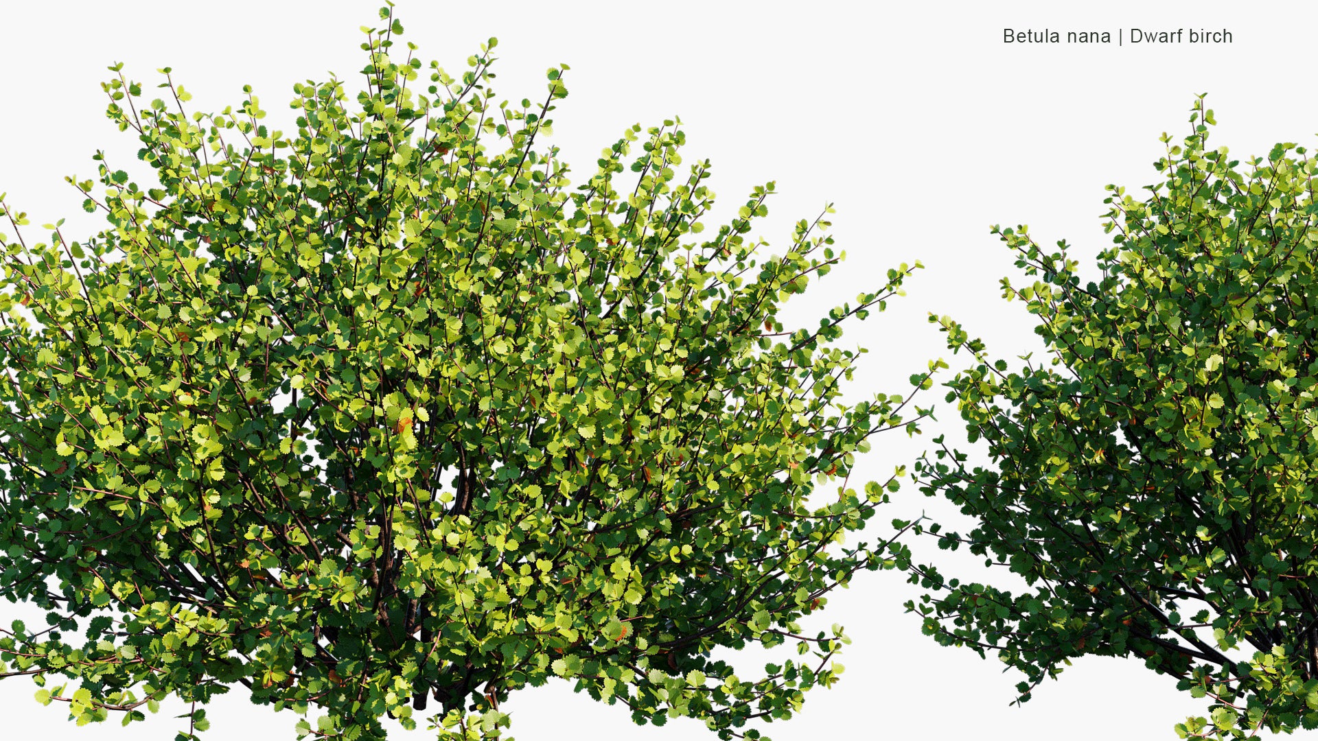 Betula Nana - Dwarf Birch (3D Model)