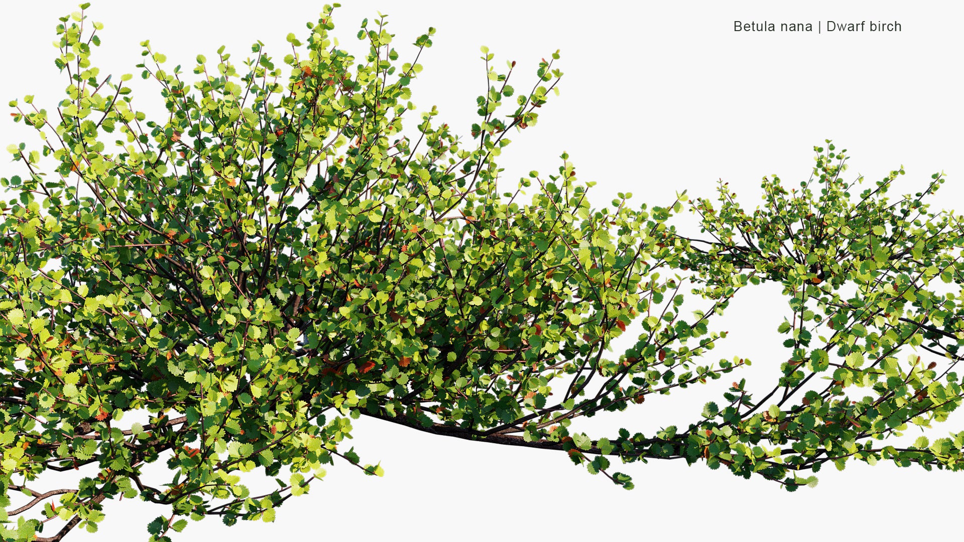 Betula Nana - Dwarf Birch (3D Model)