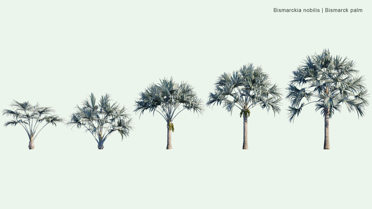 2D | Bismarckia Nobilis - Bismarck Palm