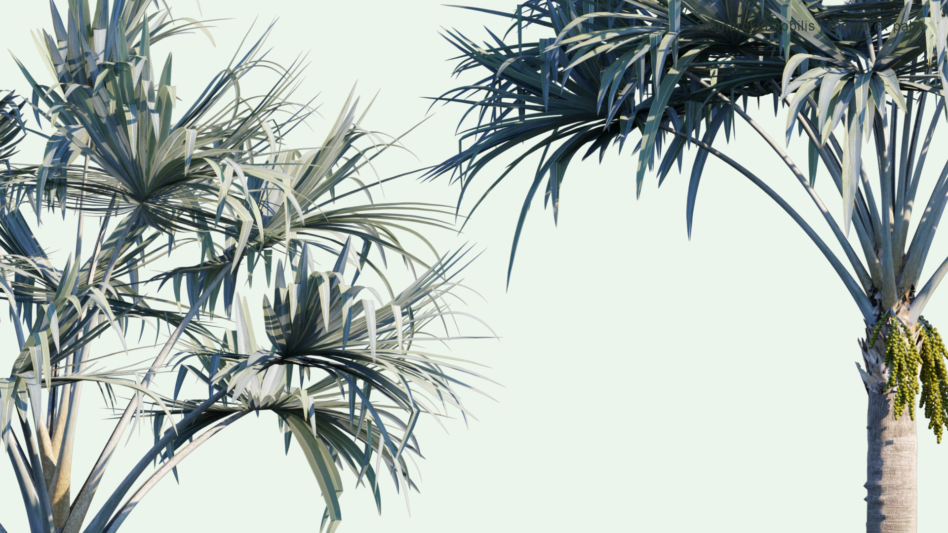 2D Bismarckia Nobilis - Bismarck Palm