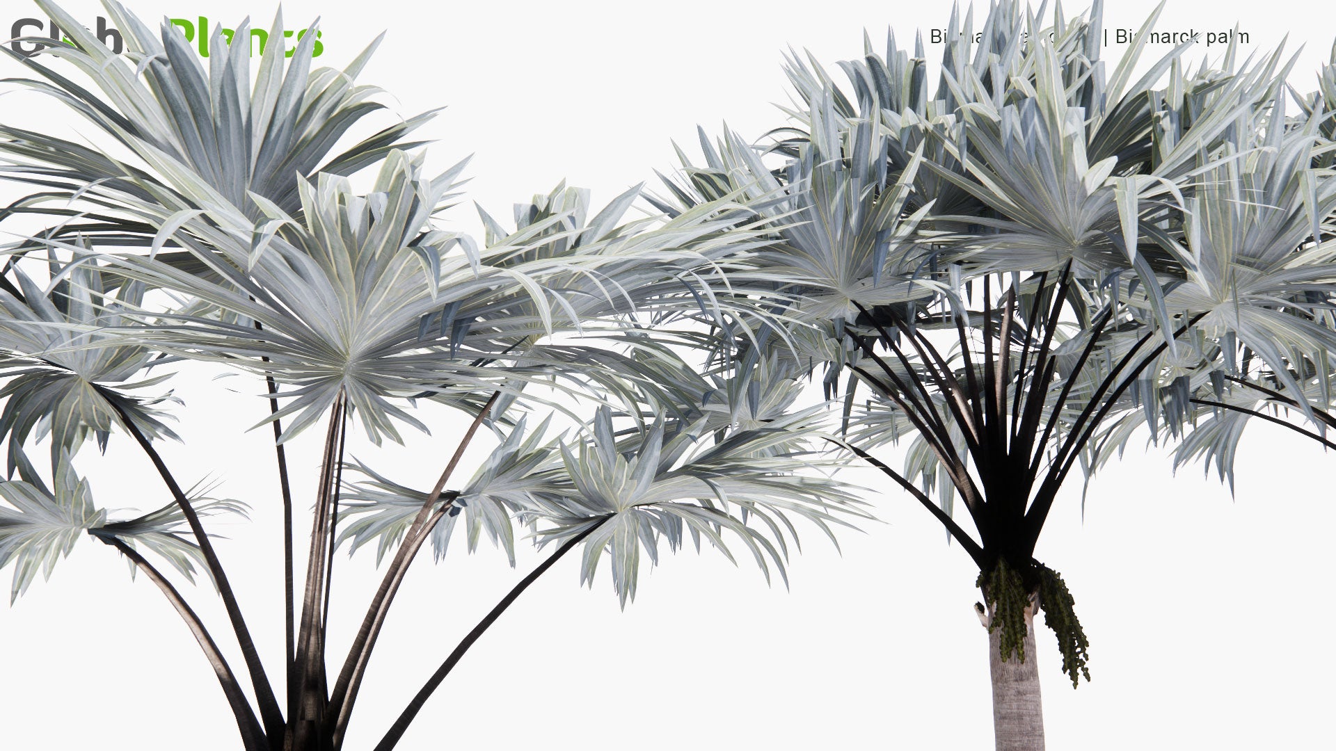 Low Poly Bismarckia Nobilis - Bismarck Palm (3D Model)