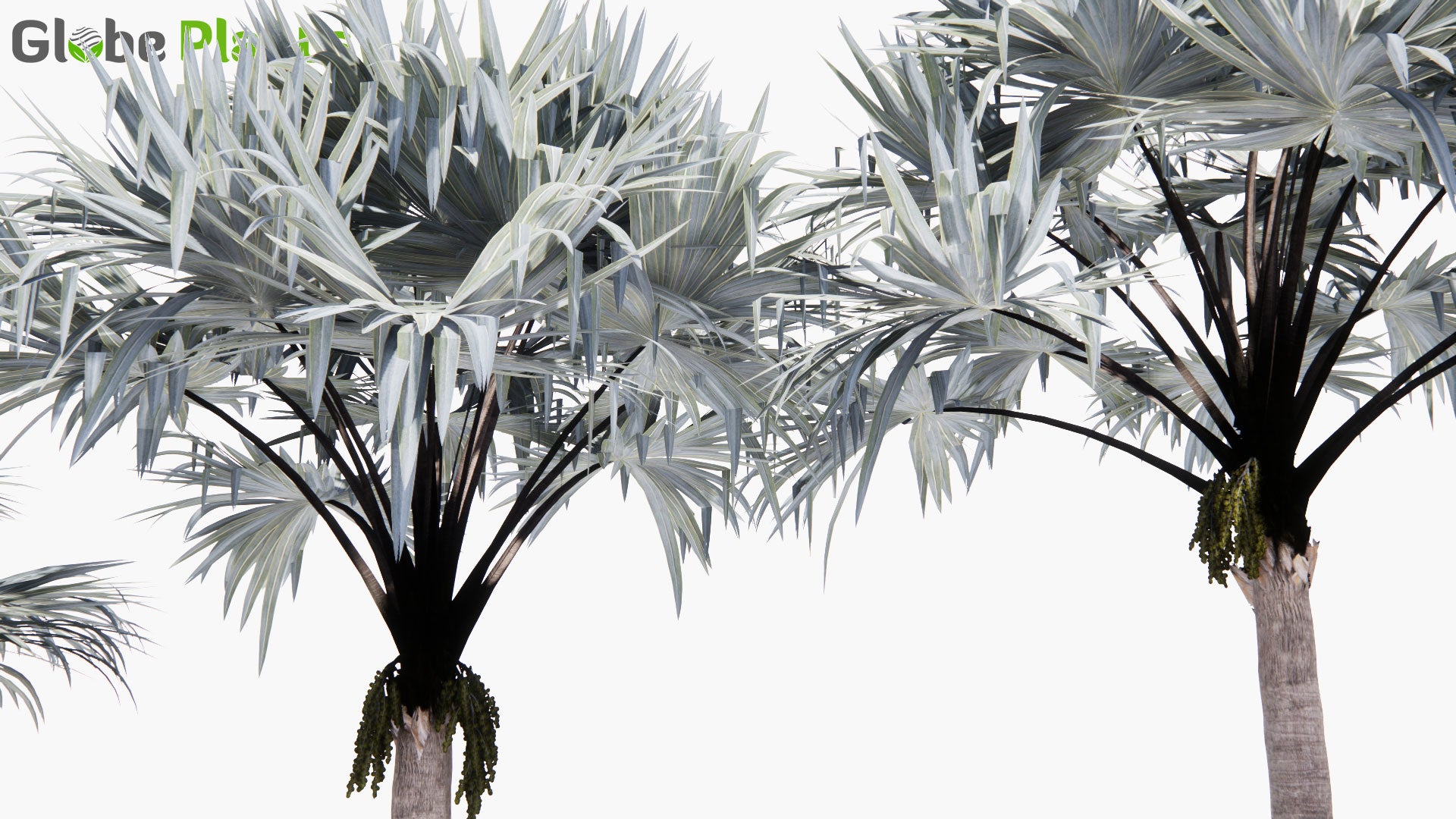 Low Poly Bismarckia Nobilis - Bismarck Palm (3D Model)