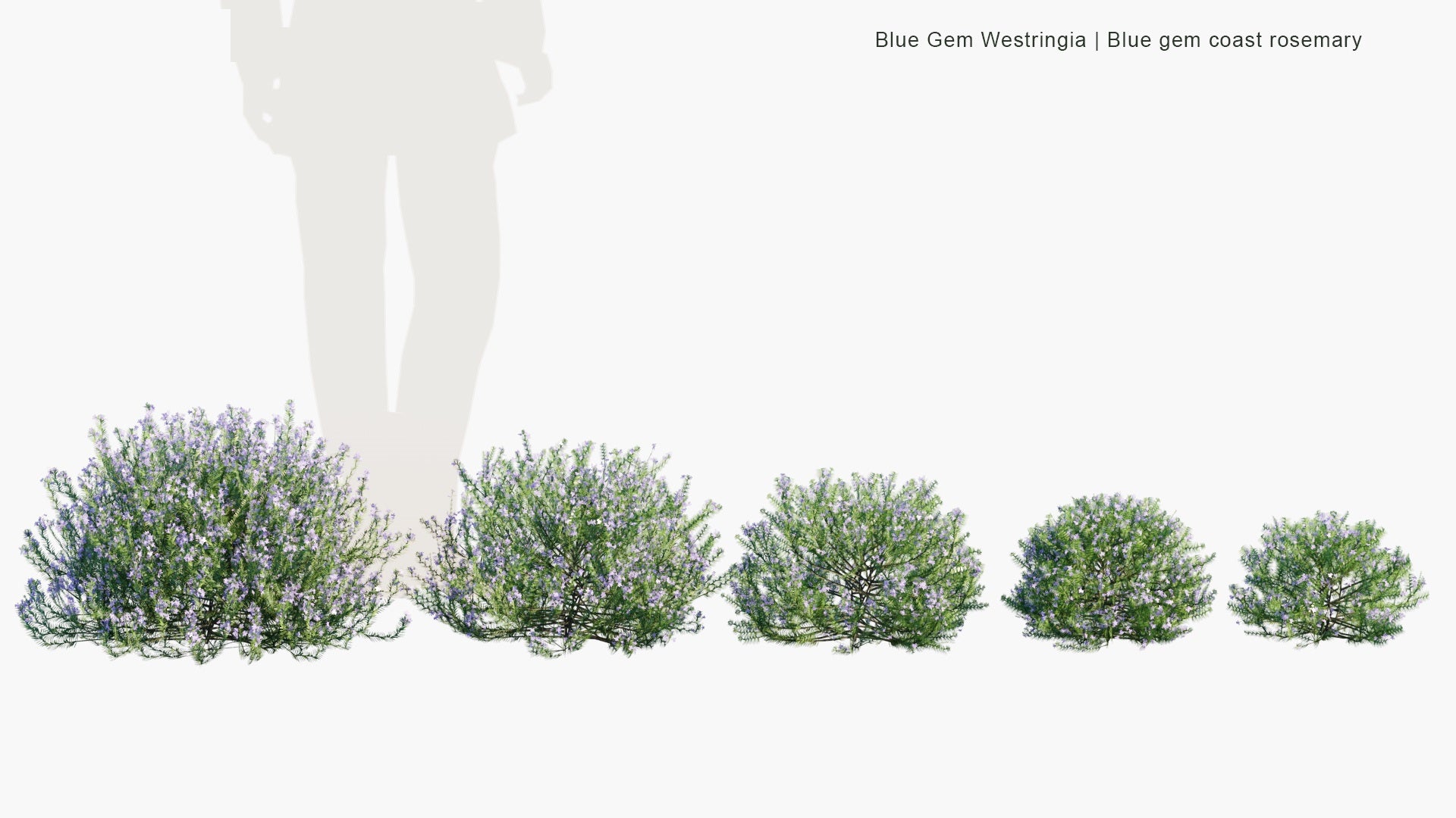 Low Poly Blue Gem Westringia - Blue Gem Coast Rosemary (3D Model)