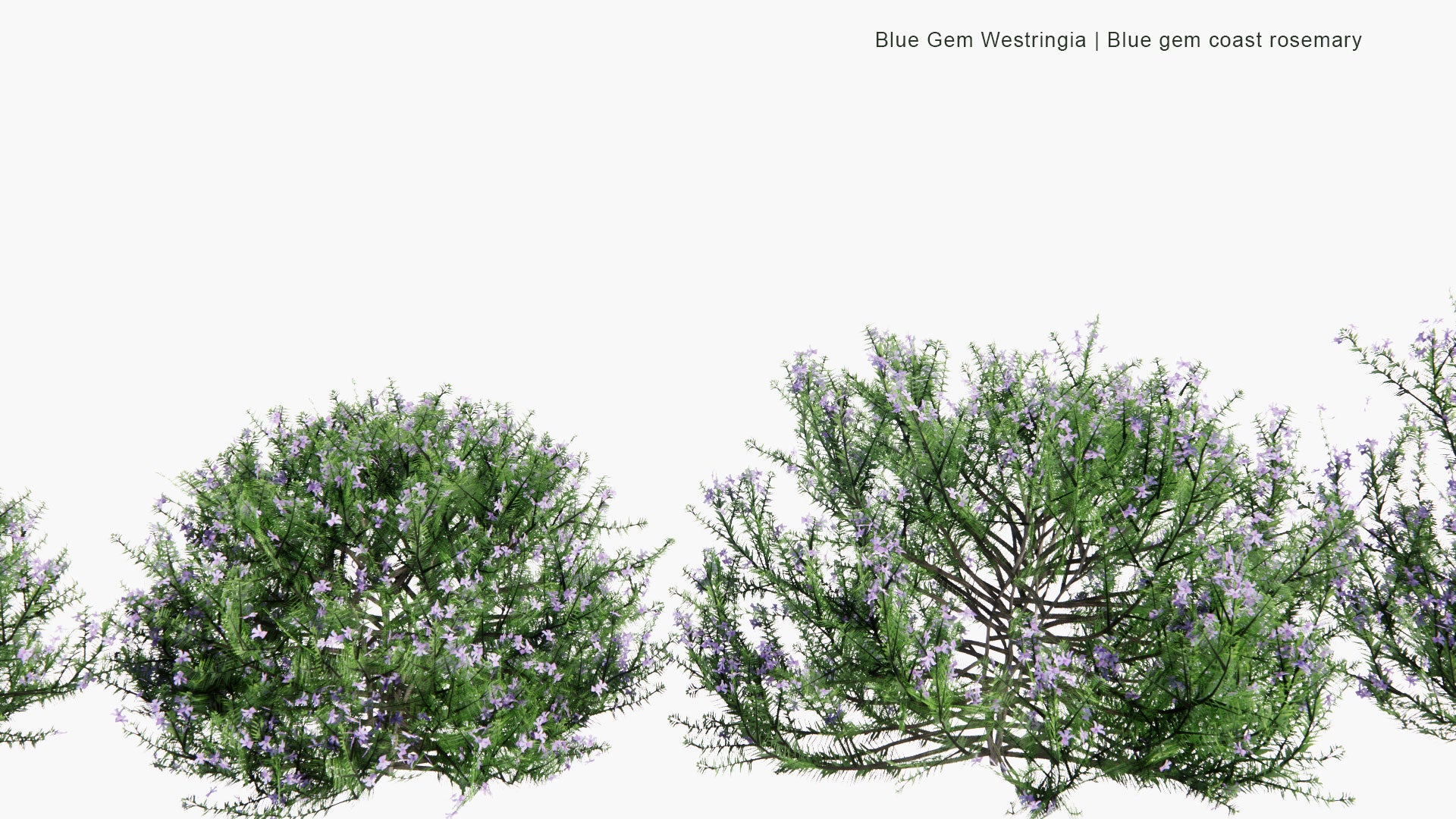 Low Poly Blue Gem Westringia - Blue Gem Coast Rosemary (3D Model)