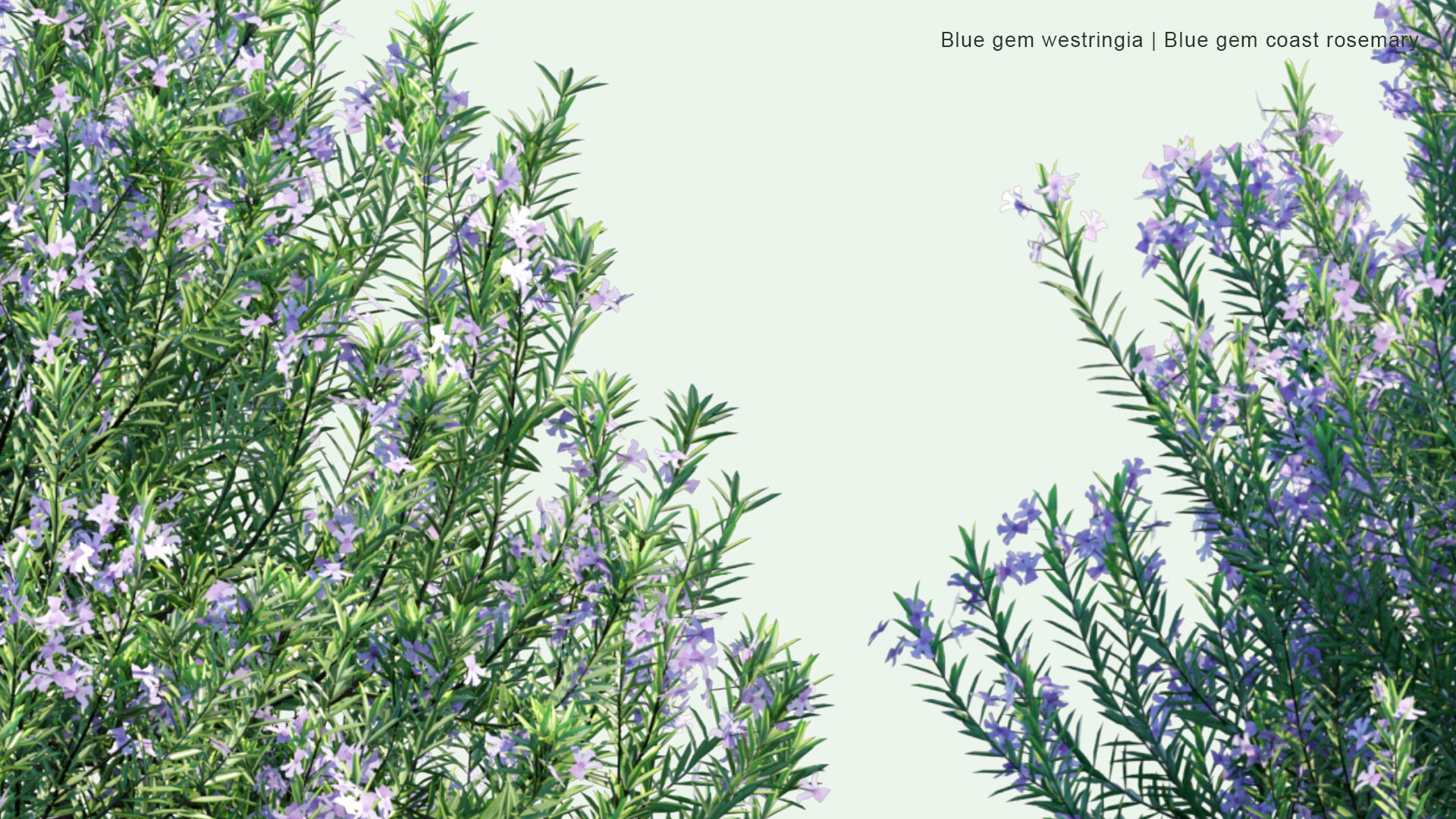 2D Blue Gem Westringia - Blue Gem Coast Rosemary